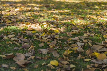 公园里草地上的秋叶