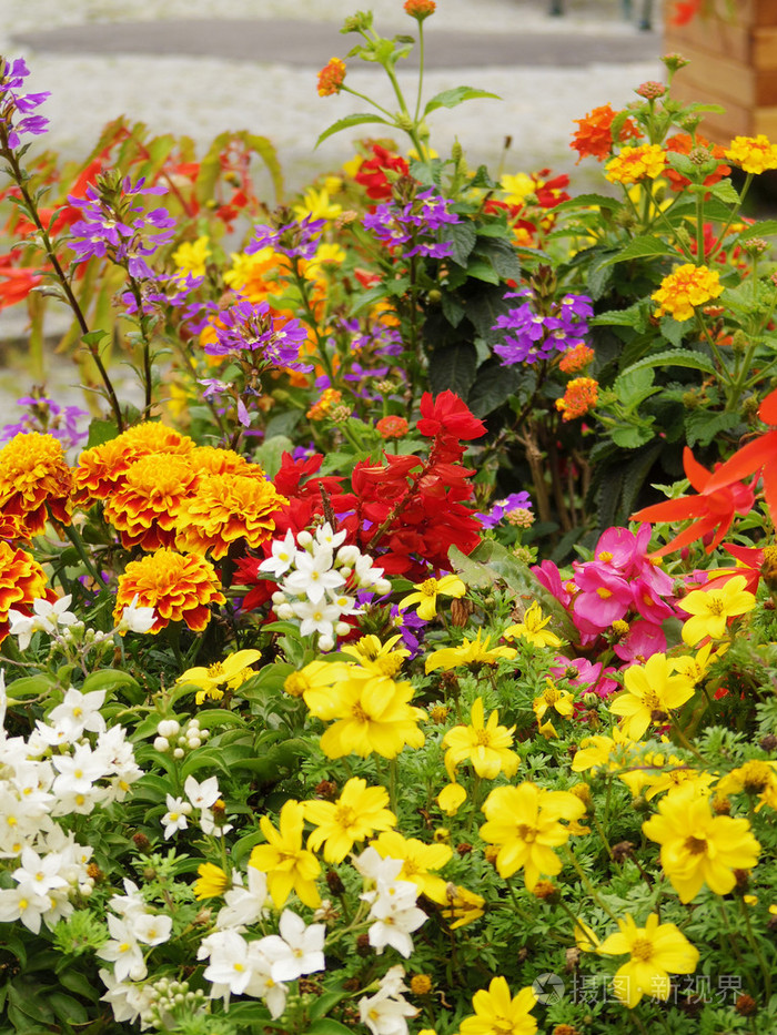 五彩缤纷的花朵背景