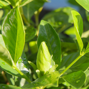 绿色的植物叶子