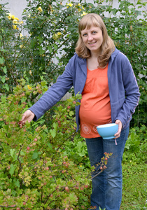 怀孕的女人收集在一个花园里的猕猴桃