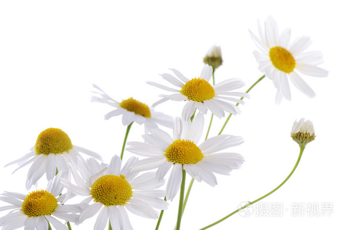 美丽的菊花上白色孤立
