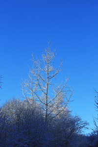 树木覆盖着白霜和在山中雪