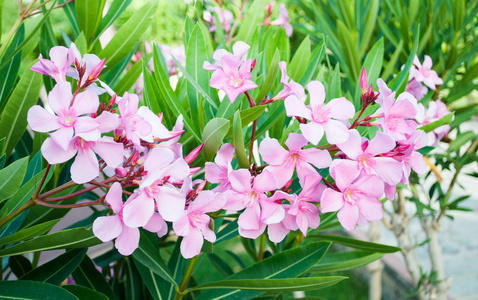 夹竹桃花