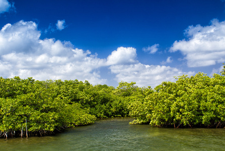 红树林生长在浅泻湖，海湾大开曼岛，开曼