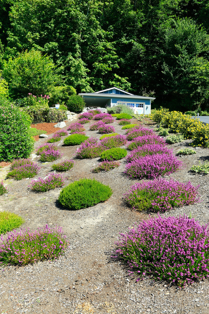 美丽的风景与草坪灌木和盛开的鲜花