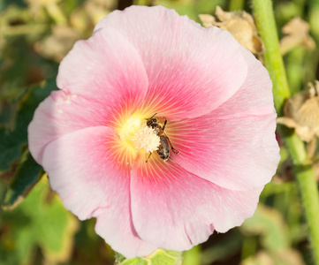 蜜蜂觅食上一朵粉花