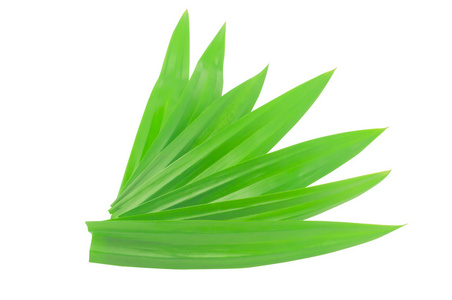 香兰叶在花园里香兰叶在花园中新鲜的香兰叶上孤立的