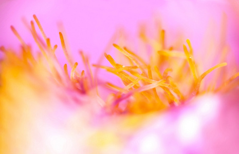 抽象花卉粉红色背景