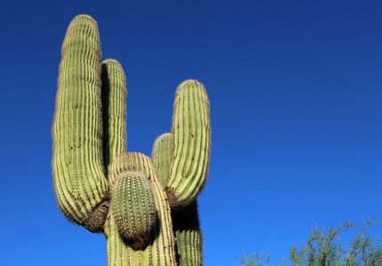 仙人掌仙人掌在蔚蓝的天空saguaro kaktus p bl himmel