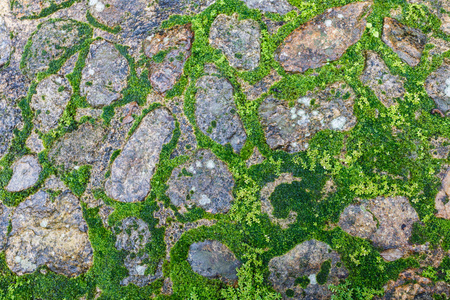 长满了苔藓的石头地板