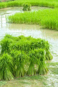 在农场种植水稻