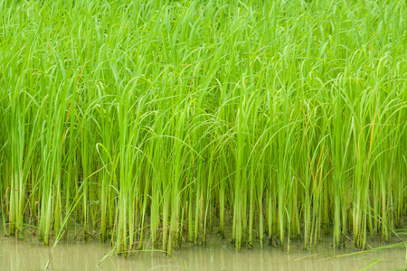 在农场种植水稻