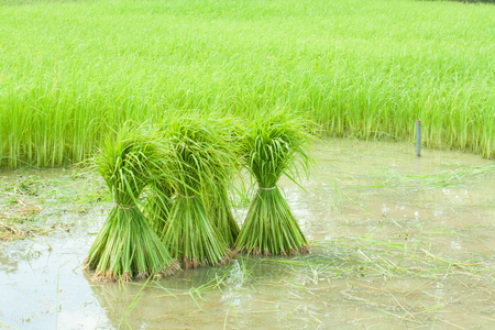 在农场种植水稻