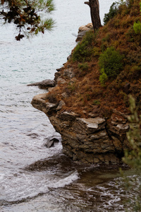 海岸上的岩石与树