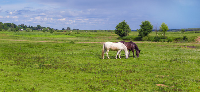 两个绑的马在牧场上图片