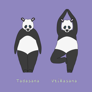 两个瑜伽熊猫，狗熊的插图