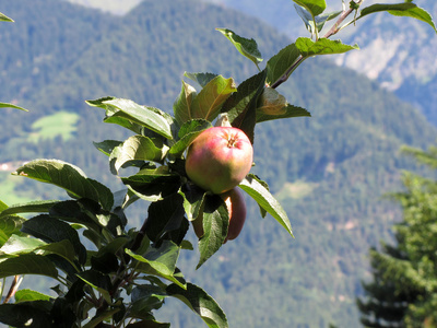 红苹果树枝与山背景上