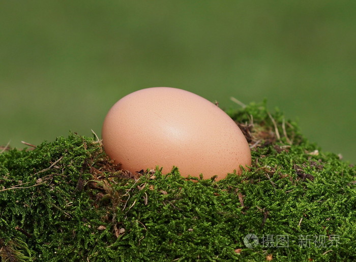 空白的绿色的生态的新鲜的鸡蛋