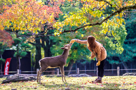 游客喂野鹿在奈良