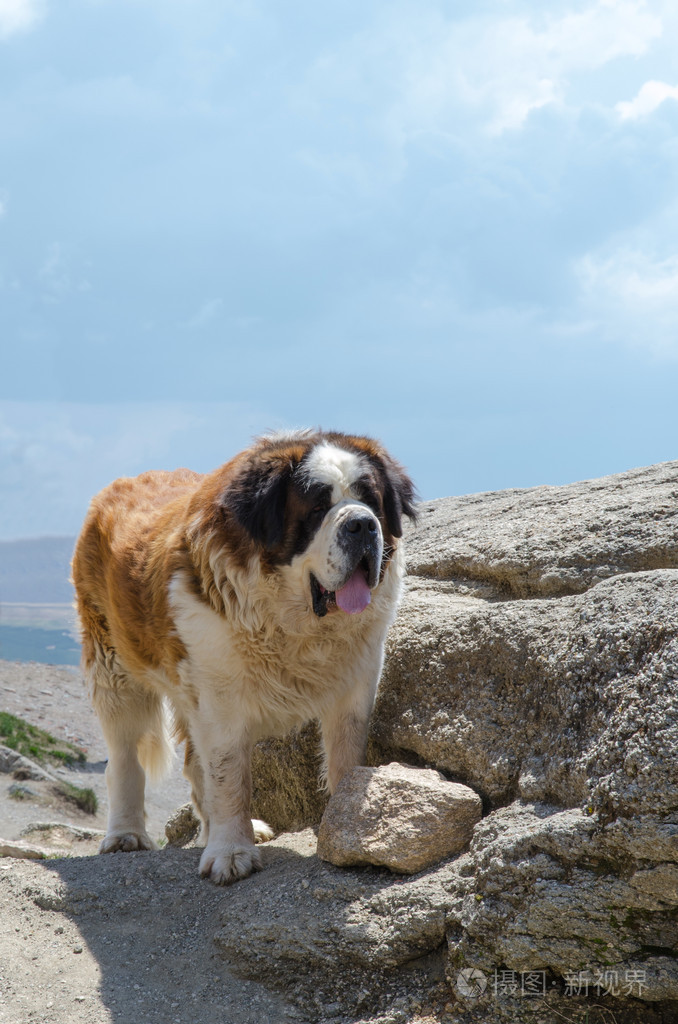 圣伯纳犬图片最大图片