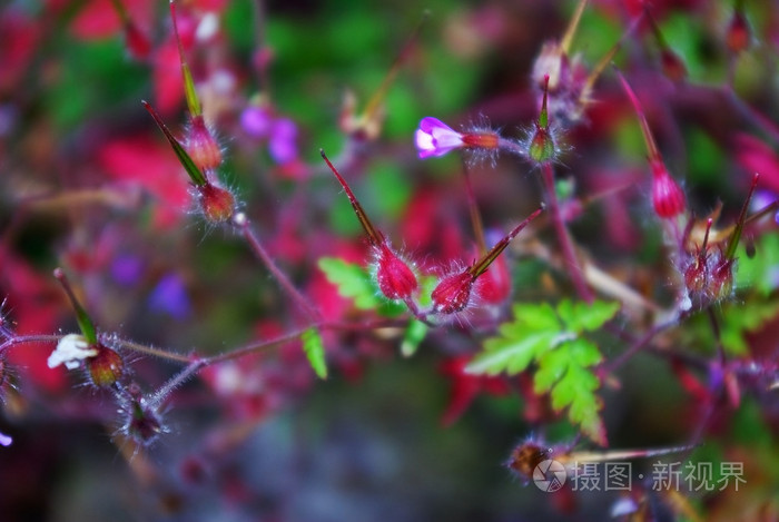 幼小的植物在野生森林中绽放