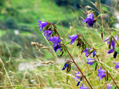 在风中的草地上的紫罗兰花