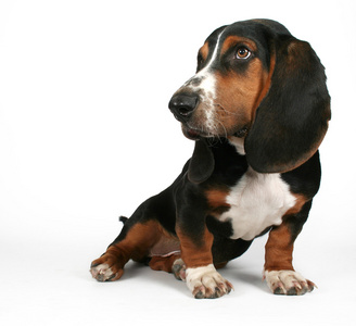 大耳朵短腿猎犬照片