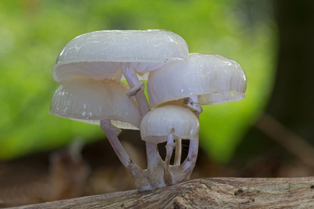 瓷真菌生长在枯木 荷兰