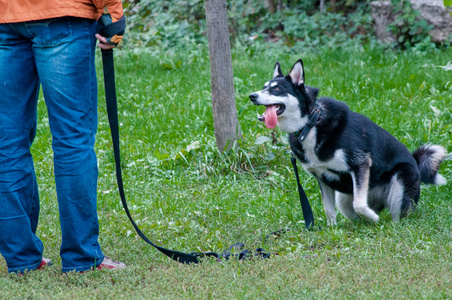 赫斯基狗来到他的主人对狗的训练满脸胡须的男人对你微笑言论自由危机