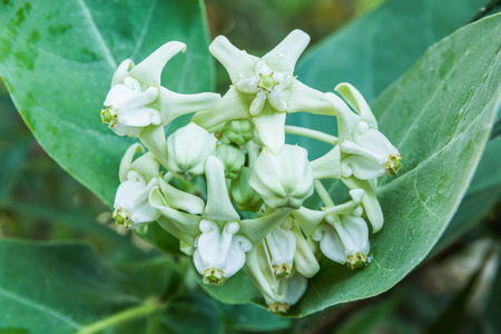 花萼彩白花冠花