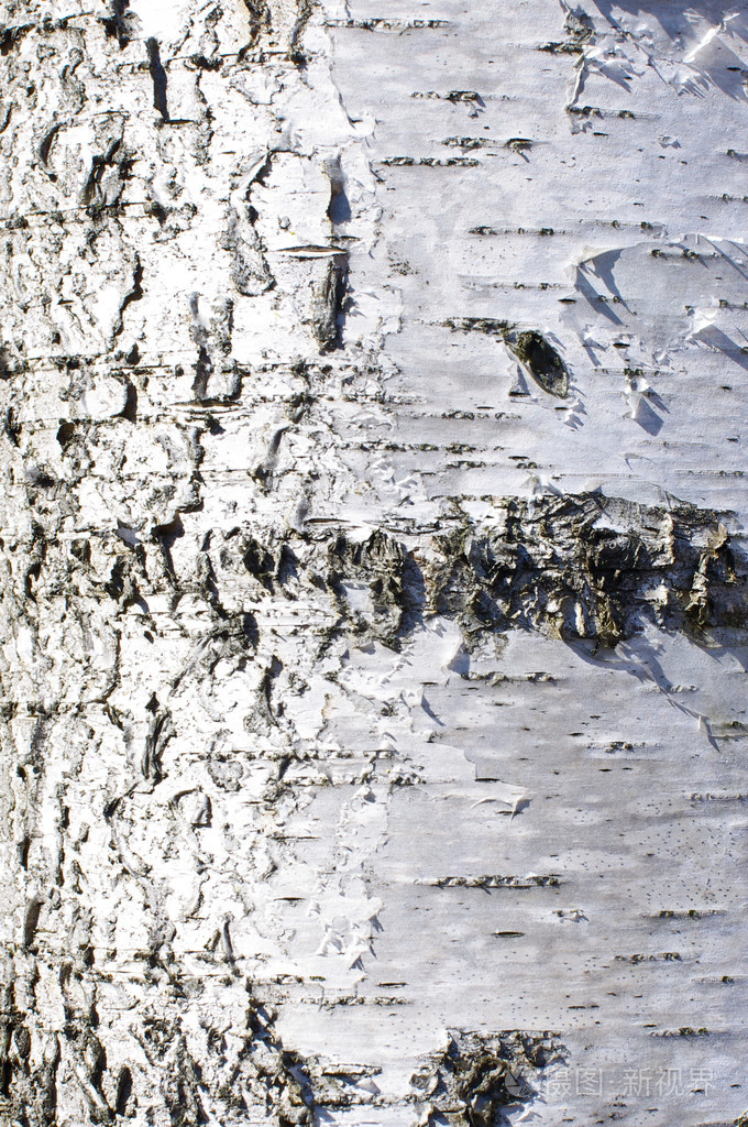 白桦树树皮表面纹理纵向