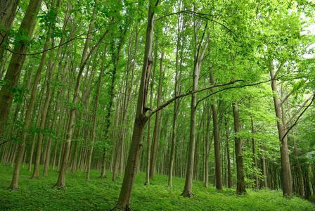 在幼龄林绿色夏季的细长的树木