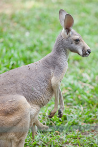 袋鼠的育儿袋里的乔伊wallaby delle rocce con un joey nella busta