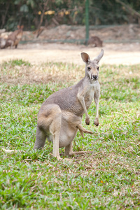 袋鼠的育儿袋里的乔伊wallaby delle rocce con un joey nella busta