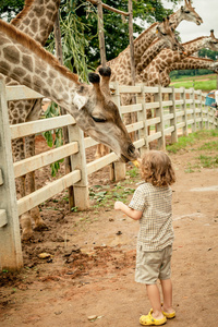 在一天时间在动物园喂养一只长颈鹿的小男孩