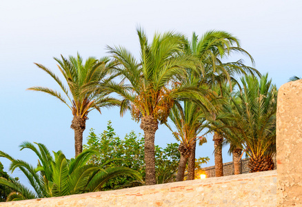美丽的棕榈树，从在西班牙的 peniscola 城堡的视图