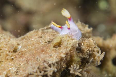 chromodoris coi 裸鳃亚目