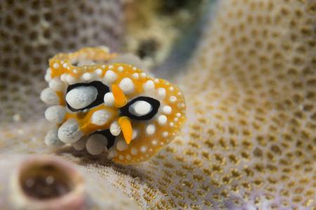 chromodoris coi 裸鳃亚目