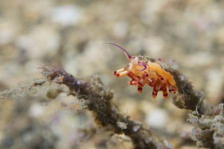 chromodoris coi 裸鳃亚目