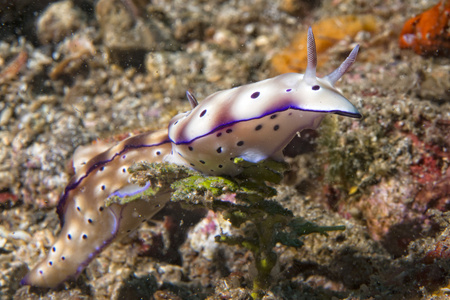 chromodoris coi 裸鳃亚目