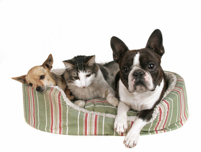 两个狗和猫咪在宠物床上