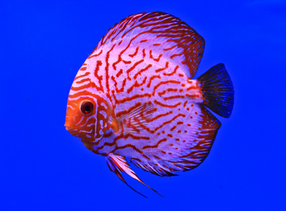 在水族馆玻璃鱼铁饼鱼采用淡水的水族馆美丽的橙色铁饼鱼,横幅七彩