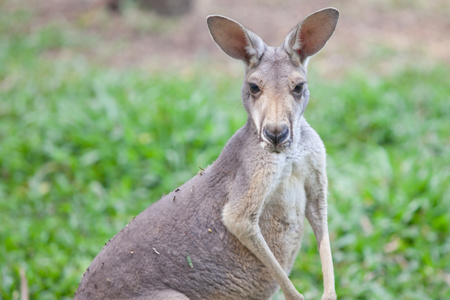 袋鼠的育儿袋里的乔伊wallaby delle rocce con un joey nella busta