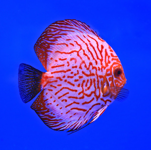 在水族馆玻璃鱼照片