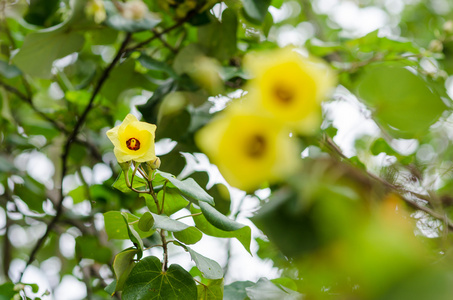 鞋花或芙蓉