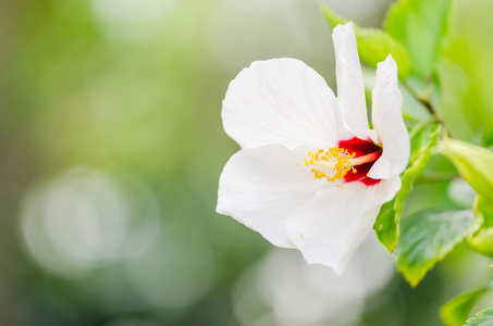 鞋花或芙蓉