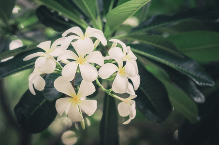 鸡蛋花或宝塔树或庙树花复古