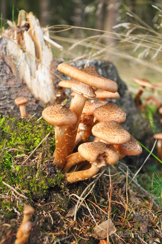 在森林里的蘑菇