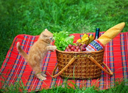 小猫和野餐篮