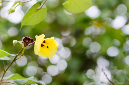 鞋花或芙蓉